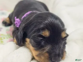 Miniature Dachshund dogs Shore - Ad 17