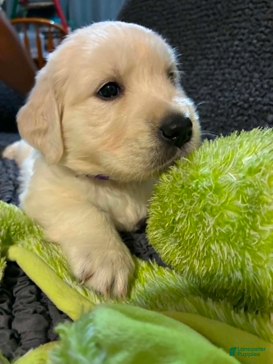 Golden Retriever dogs for sale: Roxi - Ad 2