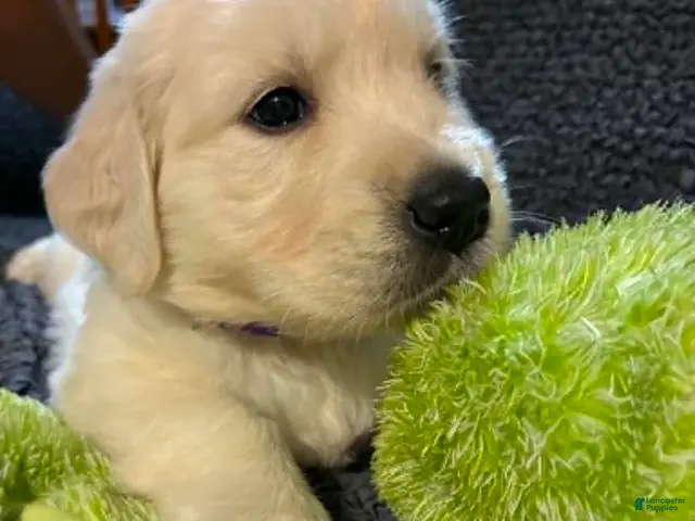 Golden Retriever dogs for sale: Roxi - Ad 2