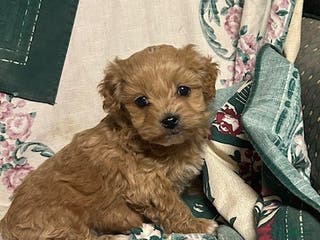 Cavapoo dogs Cavapoo Puppy 1 - Ad 38