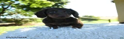 Miniature Dachshund dogs for sale: Brody - Ad 10
