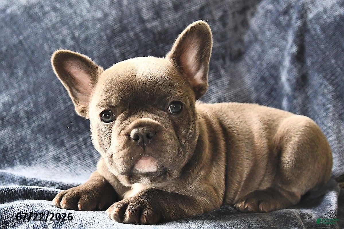 French Bulldog dogs for sale: Princess  - Ad 1