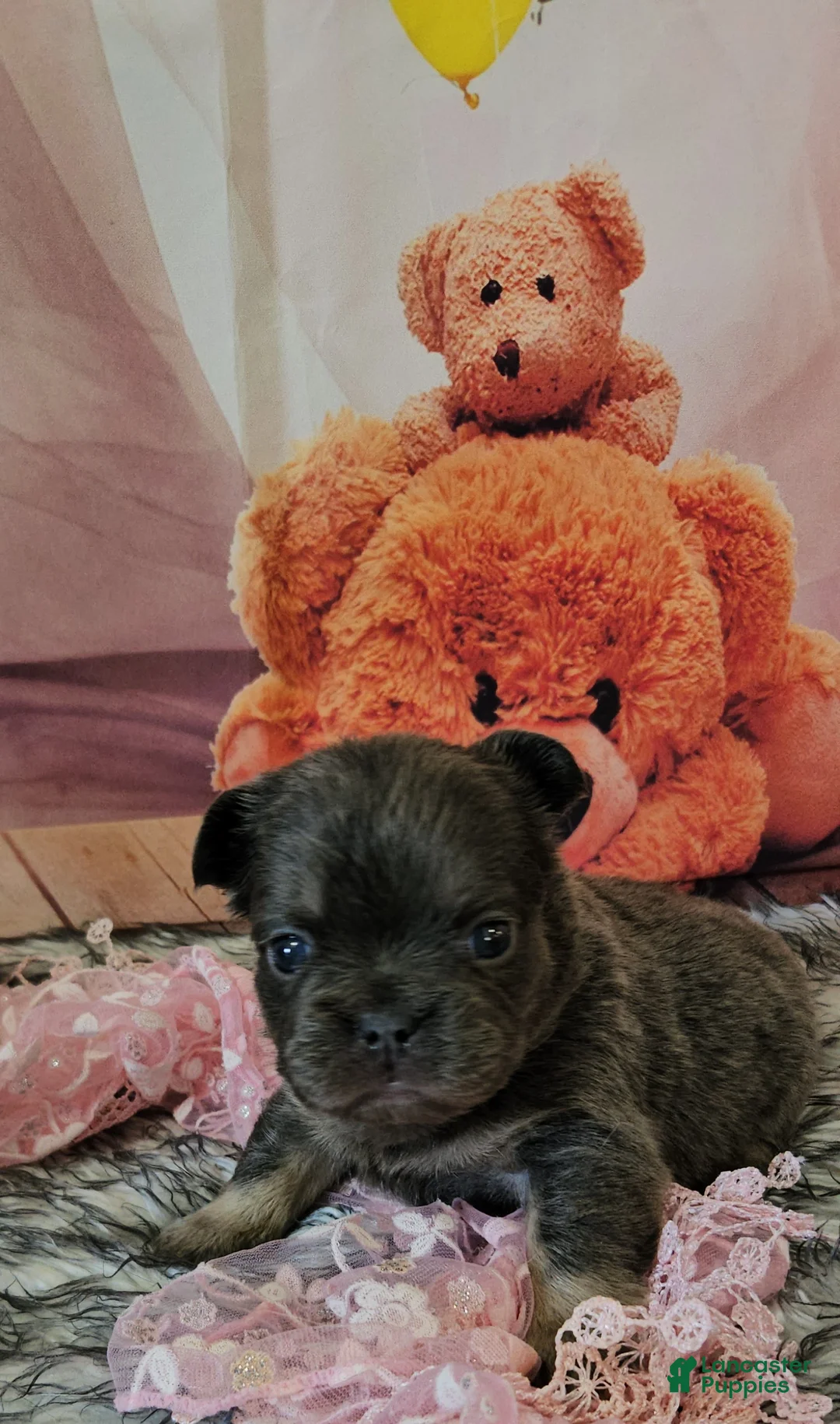 French Bulldog dogs for sale: French Bulldog Puppy 9 - Ad 2