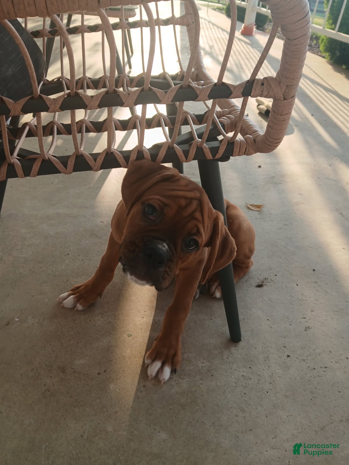 Boxer dogs Denali - Ad 1