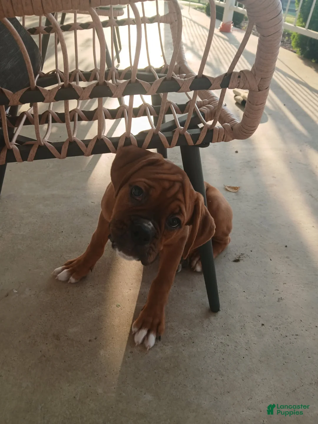 Boxer dogs for sale: Denali - Ad 1