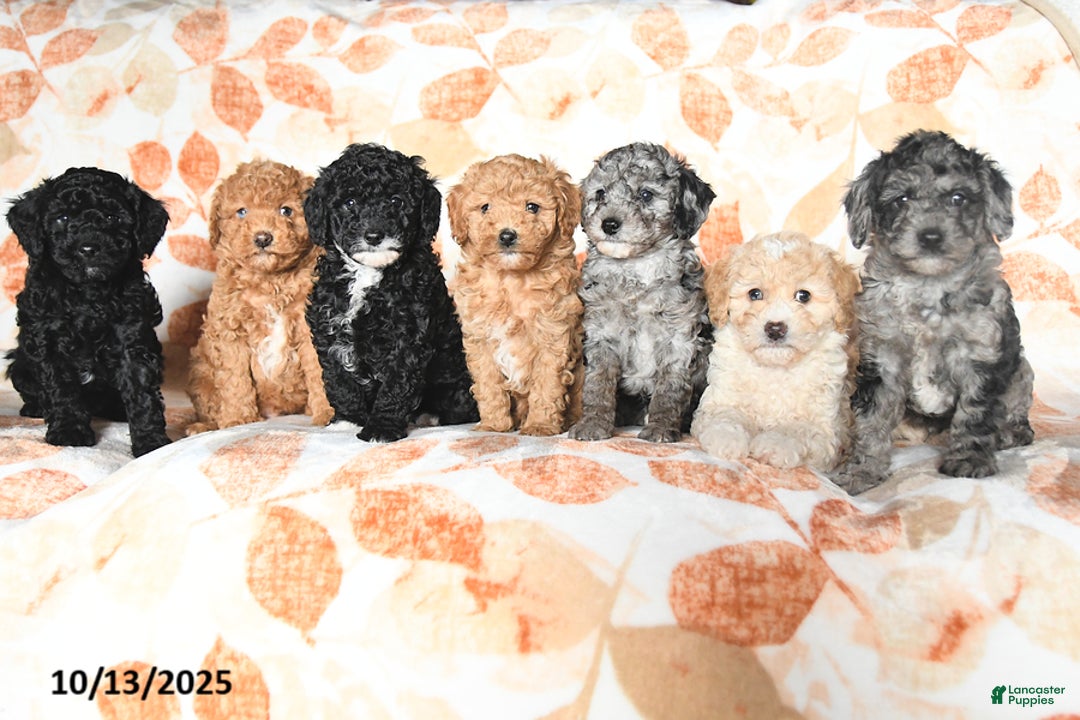 Miniature Poodle dogs for sale: Dallas - Ad 3