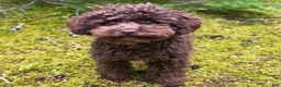 Shihpoo dogs for sale: Shihpoo MICKEY-BOY - Ad 9