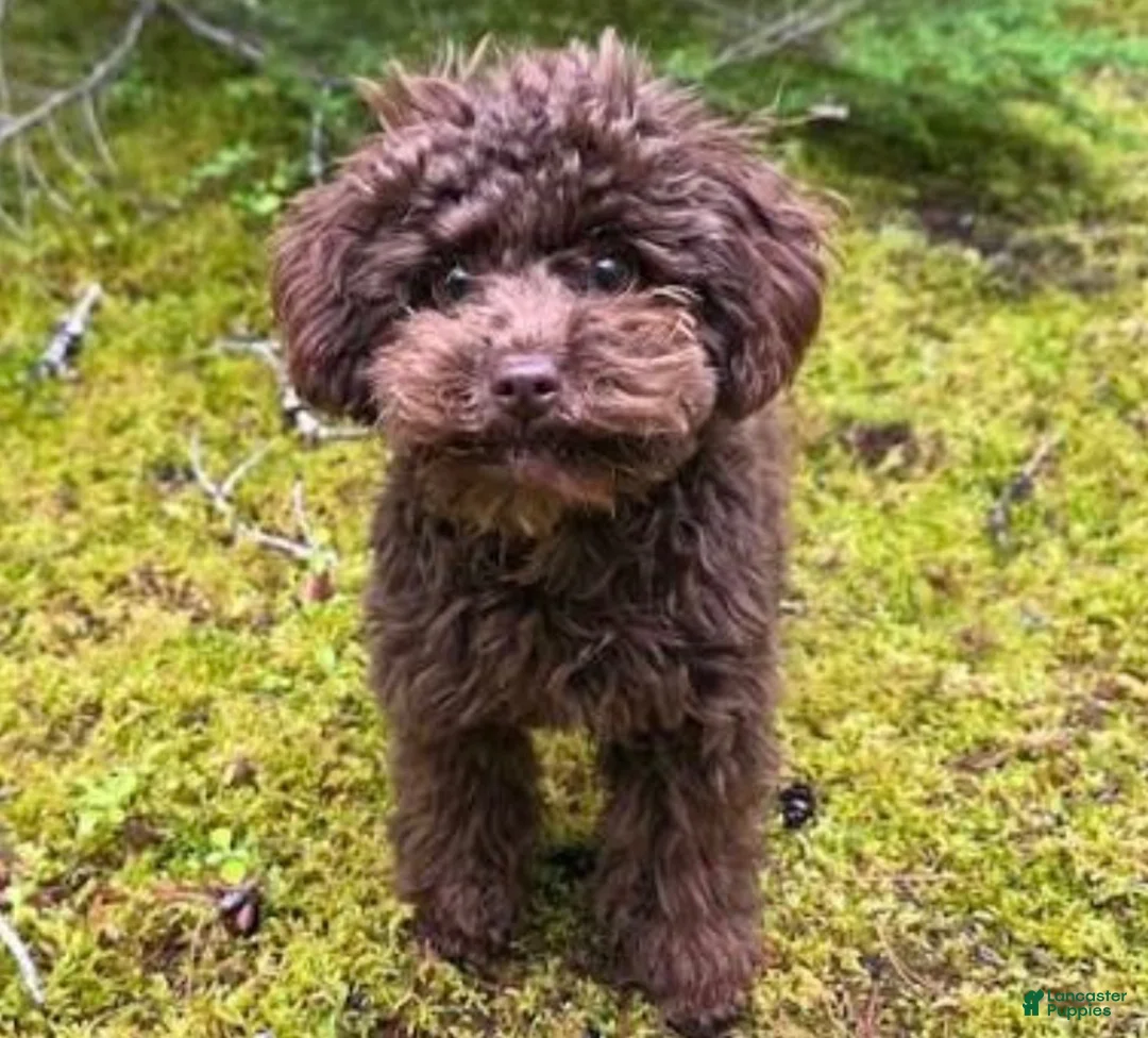 Shihpoo dogs for sale: Shihpoo MICKEY-BOY - Ad 9