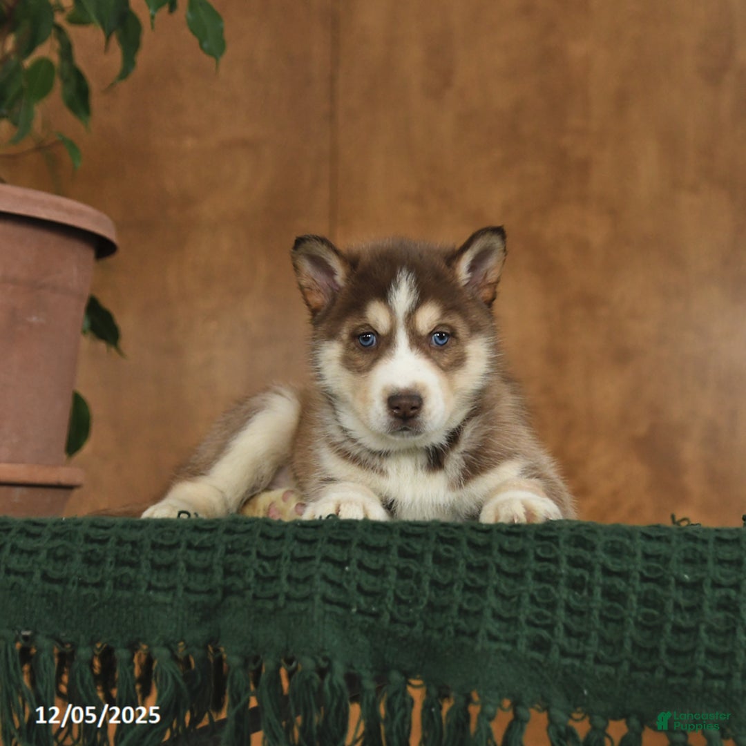 Siberian Husky dogs for sale: Ariel - Ad 4