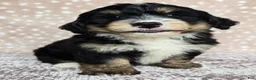 Mini Bernedoodle dogs for sale: Mini Willow - Ad 3