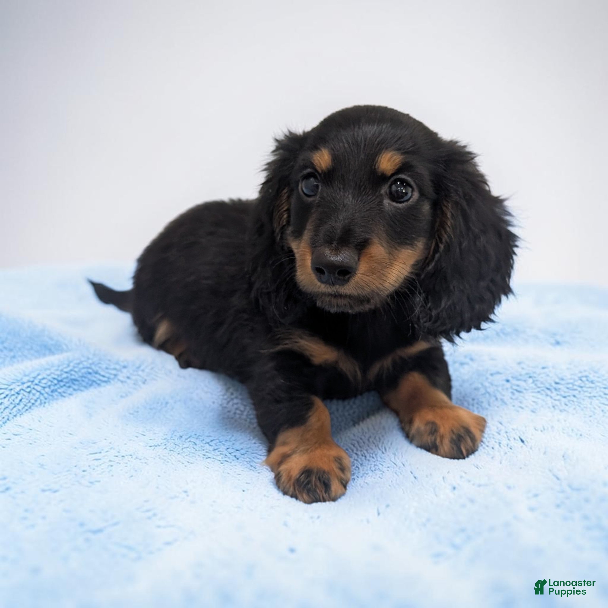 Miniature Dachshund dogs for sale: Blake - Ad 1