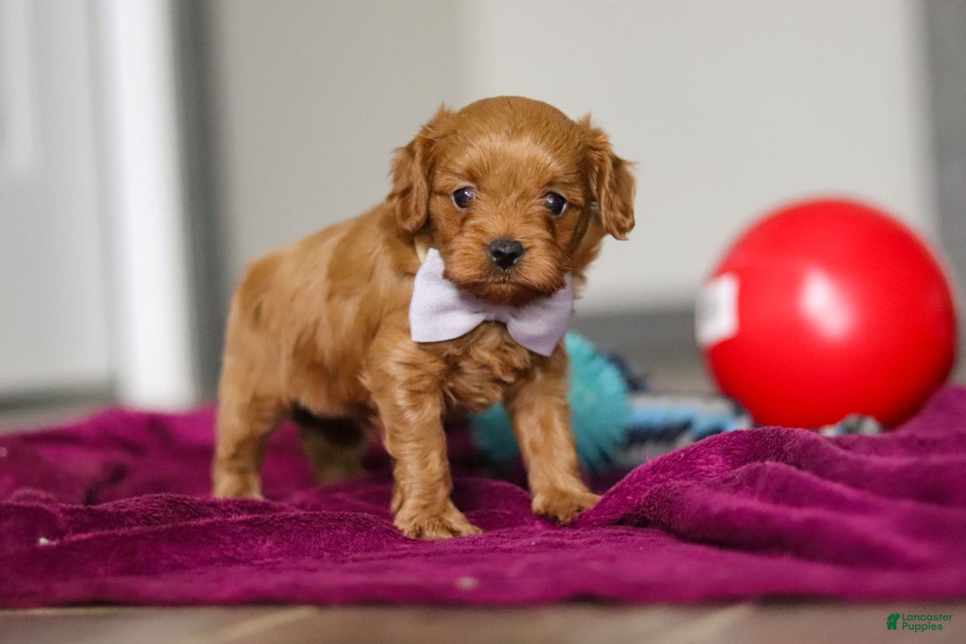 Cavapoo dogs for sale: Irwin - Ad 4