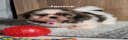 Shih Tzu dogs for sale: Janice  - Ad 3