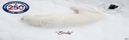 Cane Corso dogs for sale: "Emily" - Ad 3