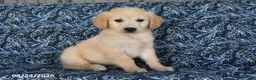 Golden Retriever dogs for sale: Olexa - Ad 4