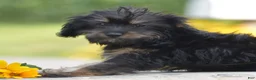 Yorkiepoo dogs for sale: Anya - Ad 3