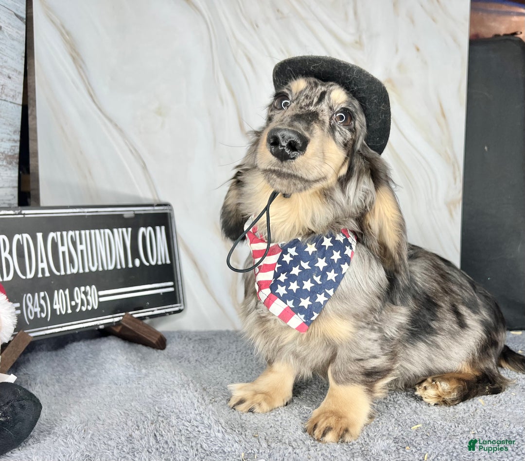 Miniature Dachshund dogs for sale: Miniature Dachshund litter of 3 puppies - Ad 1