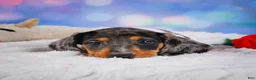 Miniature Dachshund dogs for sale: Prince - Ad 5