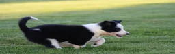 Border Collie dogs for sale: Koda - Ad 4