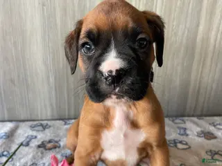 Boxer dogs Bambi - Ad 14