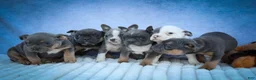 Frenchton dogs for sale: Paris 🎀 - Ad 17