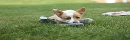 Welsh Corgi Pembroke dogs for sale: Dixie 🐶💖 - Ad 7