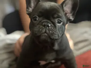 French Bulldog dogs French Bulldog Puppy 4 - Ad 33