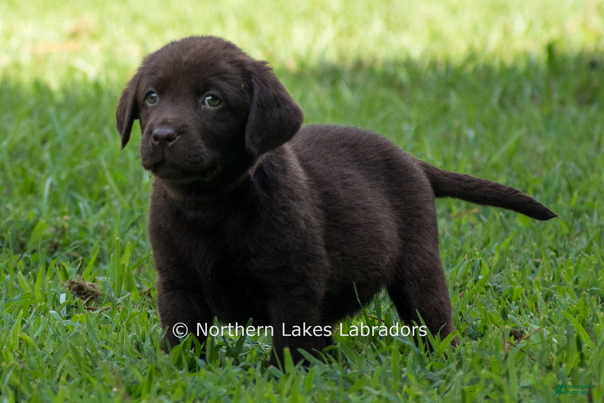 Labrador Retriever dogs for sale: Elijah - Ad 2