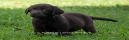 Labrador Retriever dogs for sale: Elijah - Ad 1