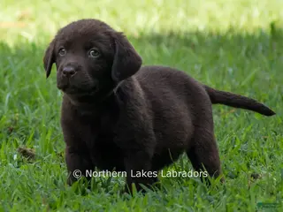 Labrador Retriever dogs Elijah - Ad 16
