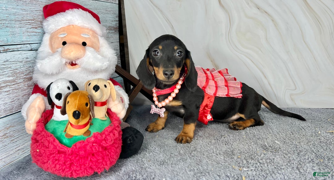 Miniature Dachshund dogs for sale: AKC Champion import - Ad 1