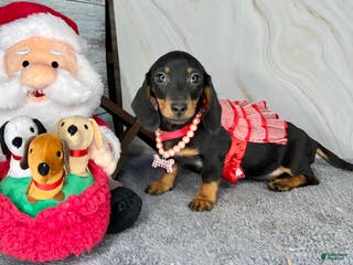 Miniature Dachshund dogs AKC Champion import - Ad 25
