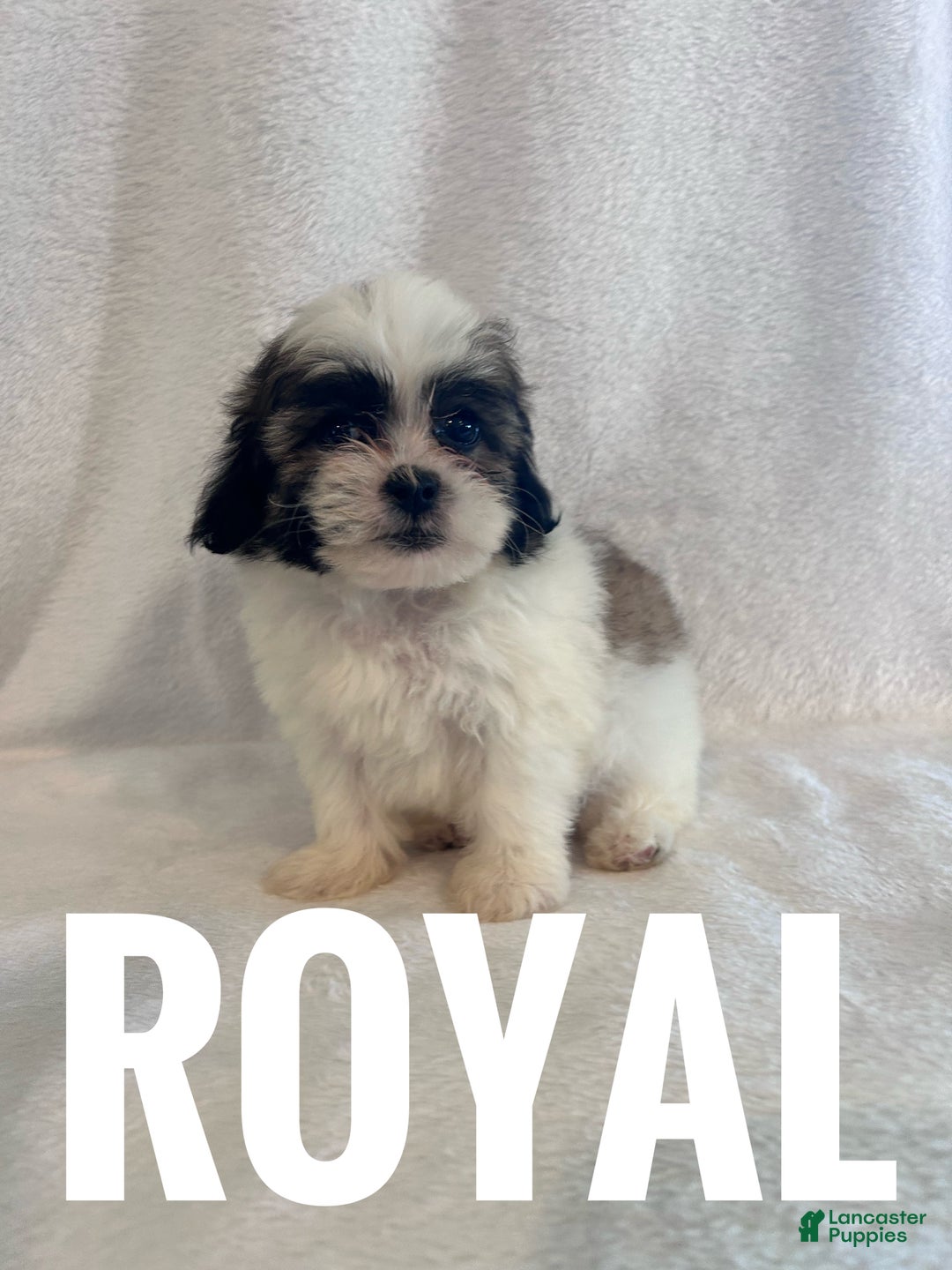 Teddy Bear dogs for sale: Royal  - Ad 6