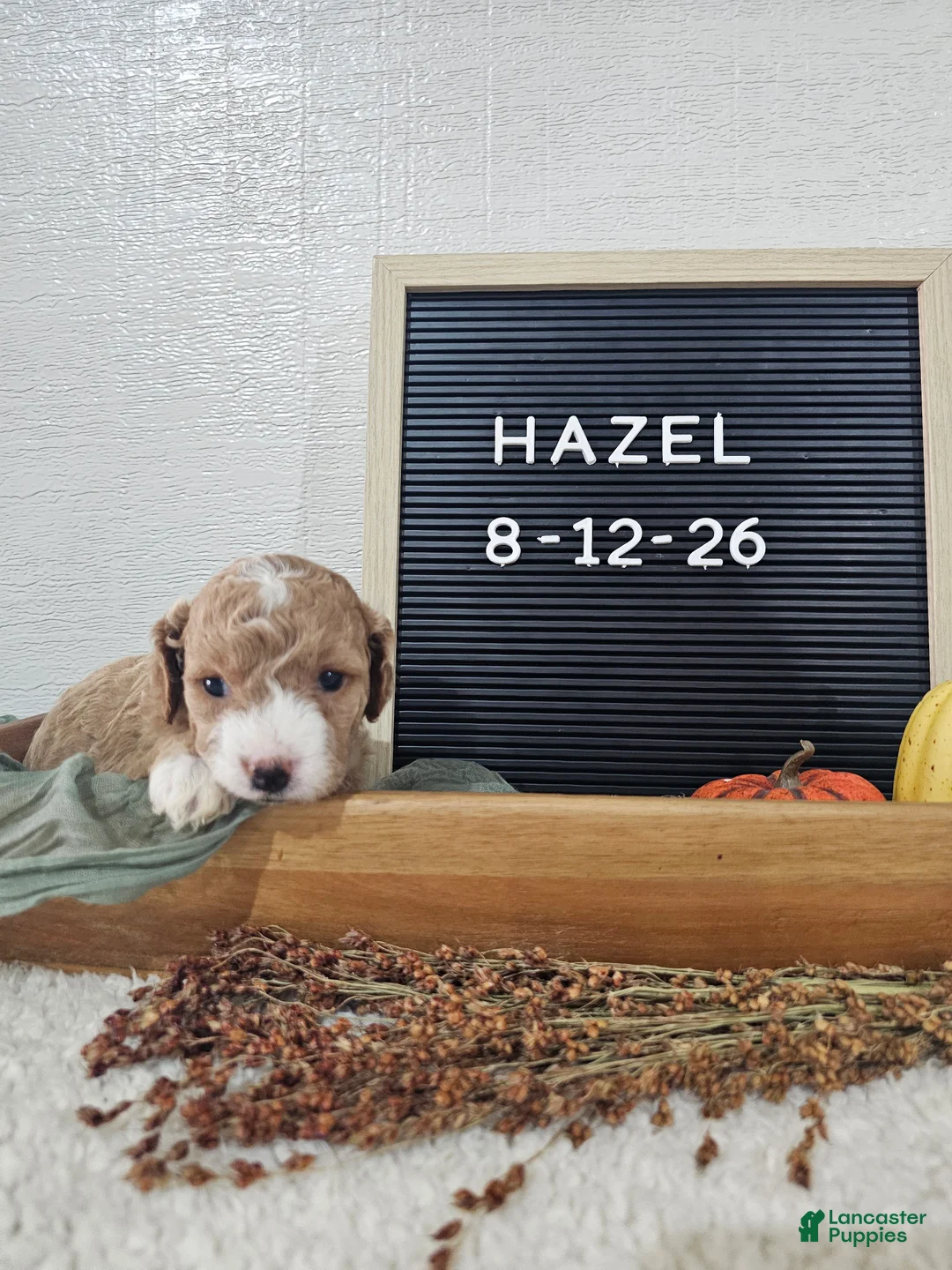 Mini Goldendoodle dogs for sale: Hazel - Ad 10
