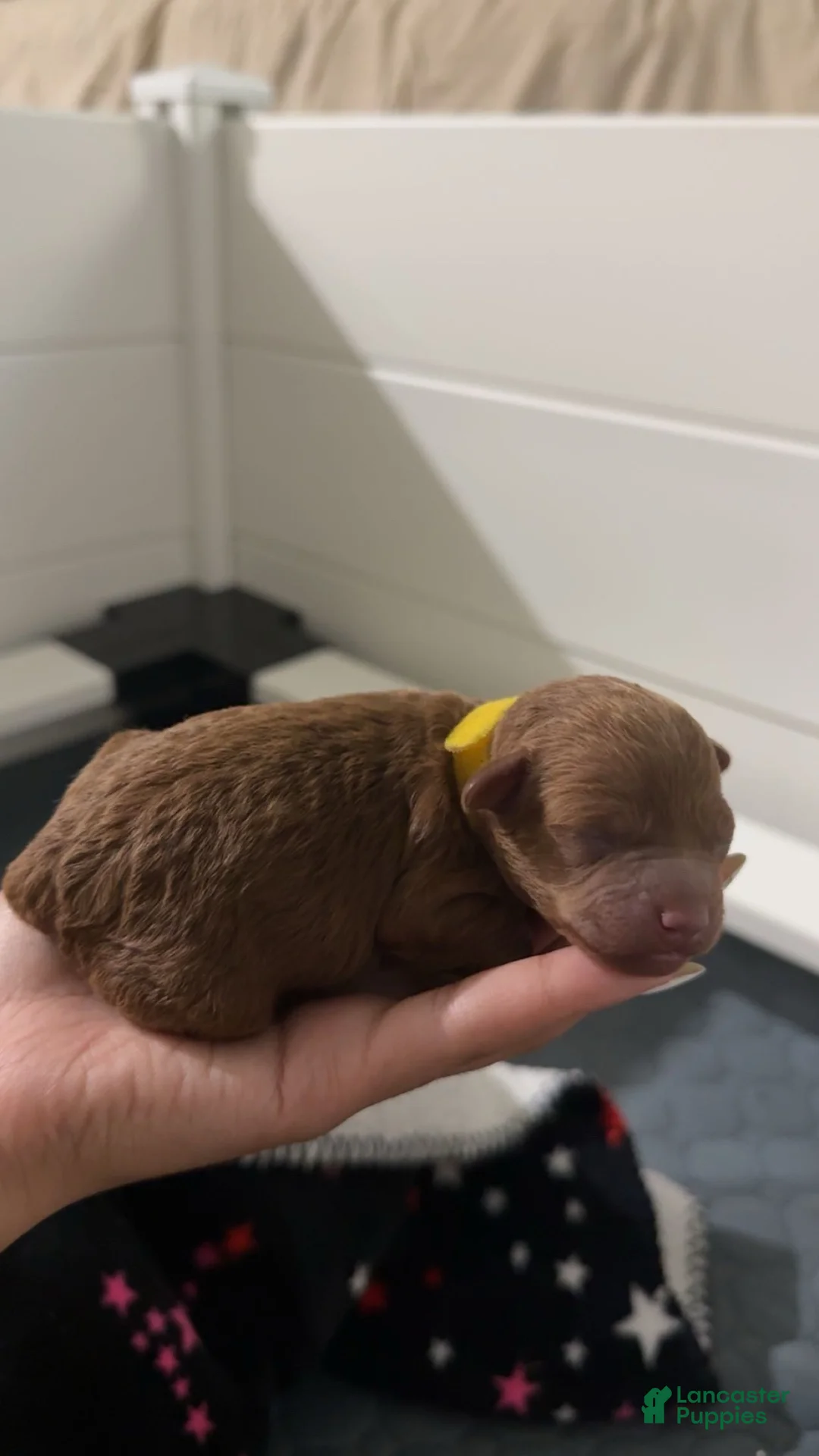 Mixed Breed dogs for sale: Yellow collar Poodle - Ad 2