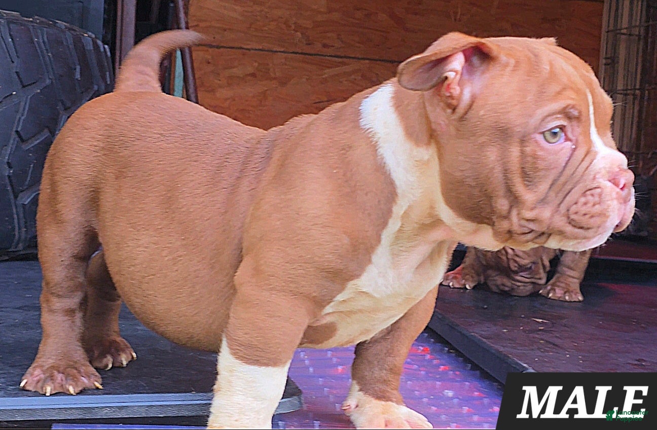 American Bully dogs American Bully Puppy 1 - Ad 30