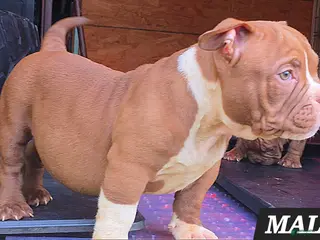American Bully dogs American Bully Puppy 1 - Ad 30