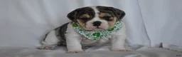 Beabull dogs for sale: Iris - Ad 3