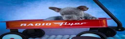 Frenchton dogs for sale: Quinn - Ad 11