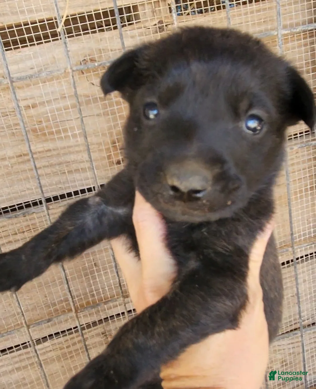 Dutch Shepherd dogs for sale: Dutch brindle F - Ad 5