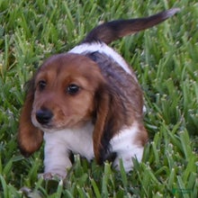 Dachshund dogs for sale: Porsche  - Ad 4