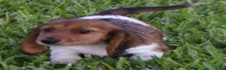 Dachshund dogs for sale: Porsche  - Ad 1