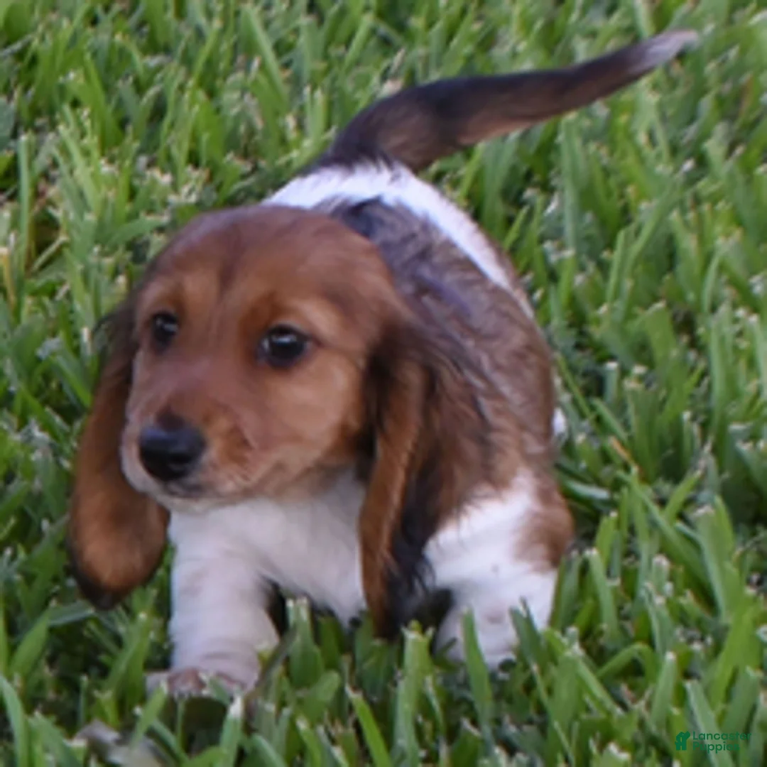 Dachshund dogs for sale: Porsche  - Ad 1