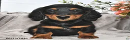 Miniature Dachshund dogs for sale: Remmie - Ad 2