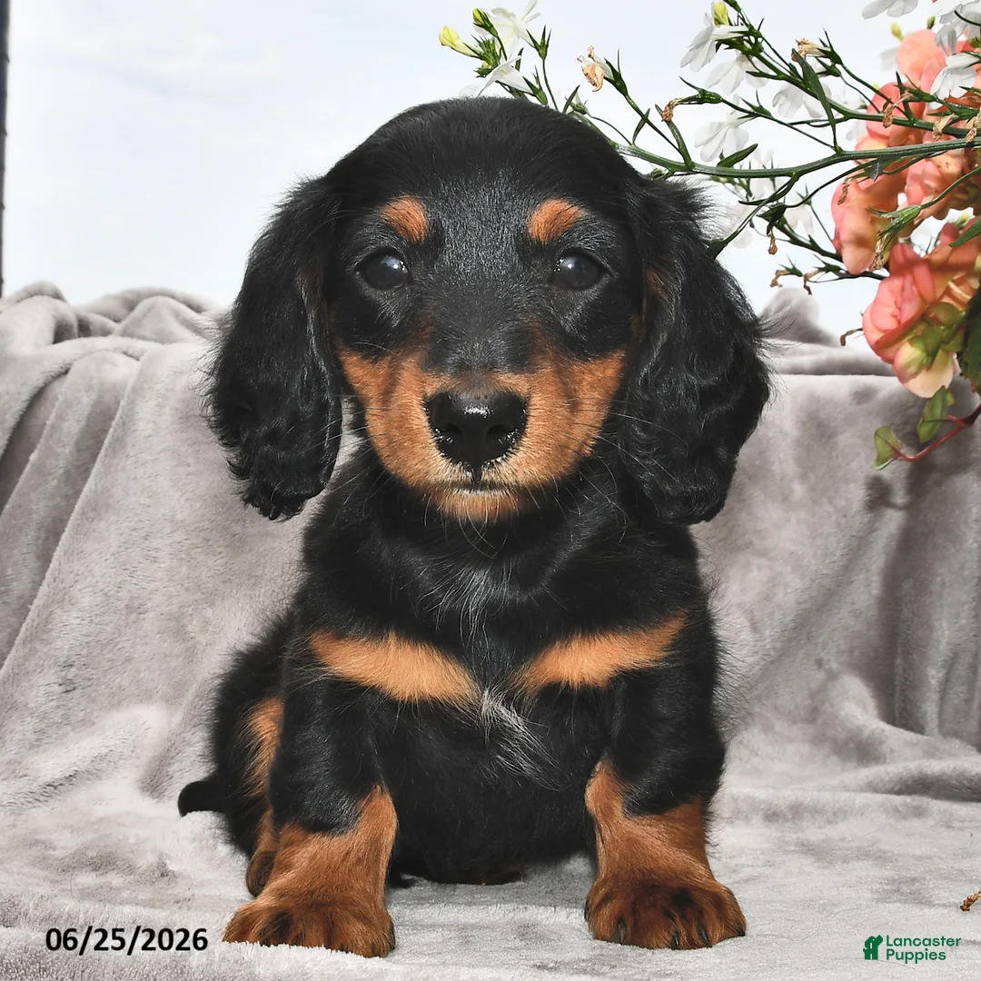 Miniature Dachshund dogs for sale: Remmie - Ad 2