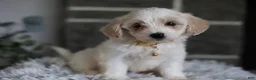 Maltipoo dogs for sale: Cosmo - Ad 9