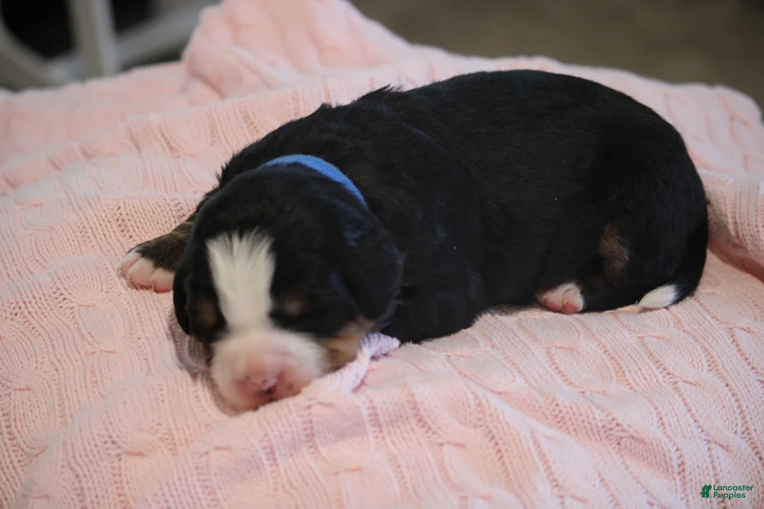 Bernese Mountain Dog dogs for sale: Paisley - Ad 1