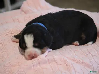 Bernese Mountain Dog dogs for sale: Paisley - Ad 2