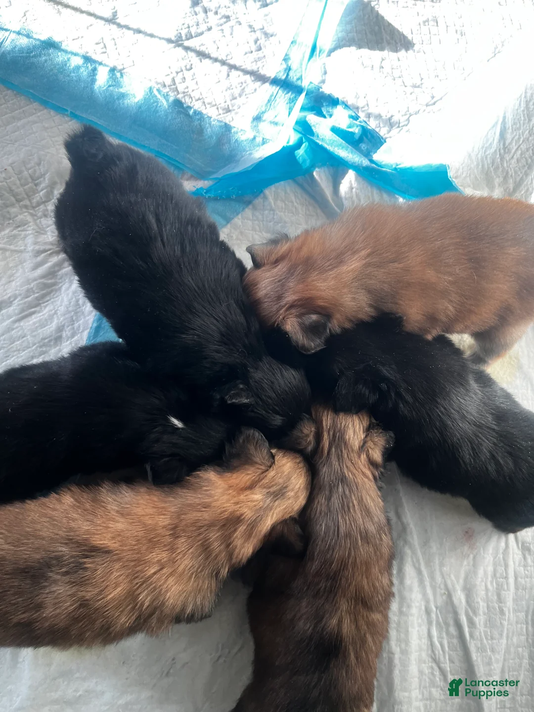 Pomeranian dogs for sale: Pomeranian Puppy 1 - Ad 2