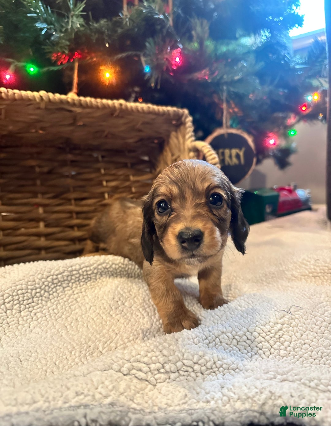 Dachshund dogs for sale: Little Lady 1 - Ad 3